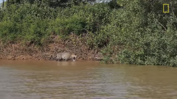 National Geographic video here of a jaguar swimming, stalking and pouncing on an unsuspecting caiman