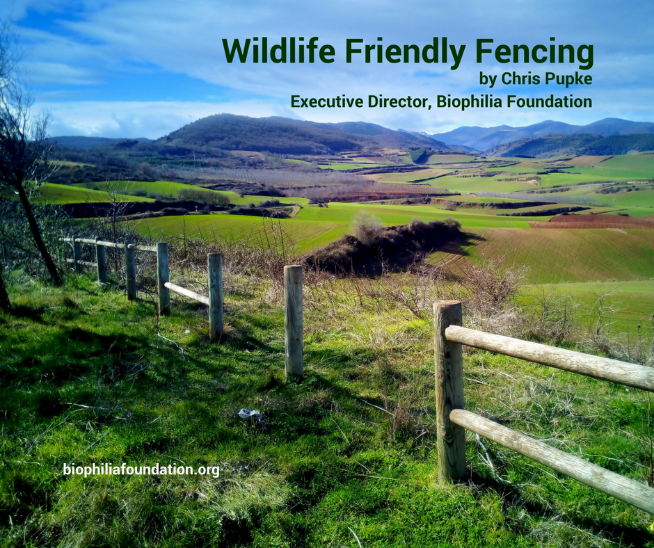 Wildlife friend fencing: Leaving open spaces along existing fence systems allows for easy passing of wildlife.