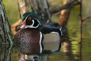 The Wood Duck is one of the most beautiful birds but has suffered great population losses due to market hunting and loss of habitat. Fortunately, government regulations and the actions of private individuals have helped their populations to rebound but threats remain. (Photo courtesy of Chesapeake Wildlife Heritage)