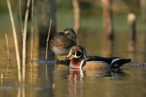 A male and female Wood Duck enjoy a restored wetland on a property owned by a private individual. This person’s dedication to wildlife conservation led to the restoration of 100 acres of wetlands on Maryland’s Eastern Shore. The restored wetland provides habitat for wildlife and improves water quality in the Chesapeake Bay. And the Wood Ducks love it! (Photo courtesy of Chesapeake Wildlife Heritage)