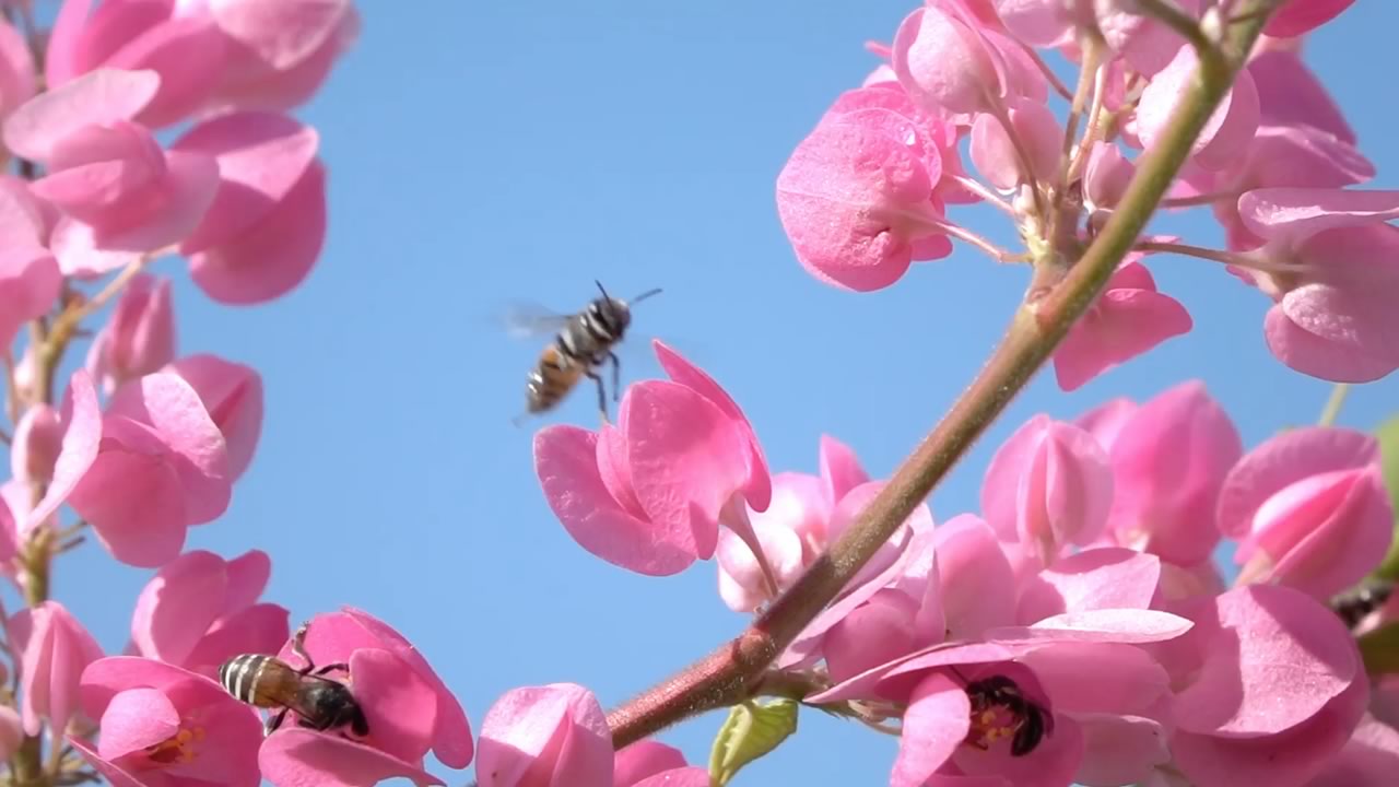 The honey bee is a major pollinator of many of our food crops that all rely on honey bees for pollination.