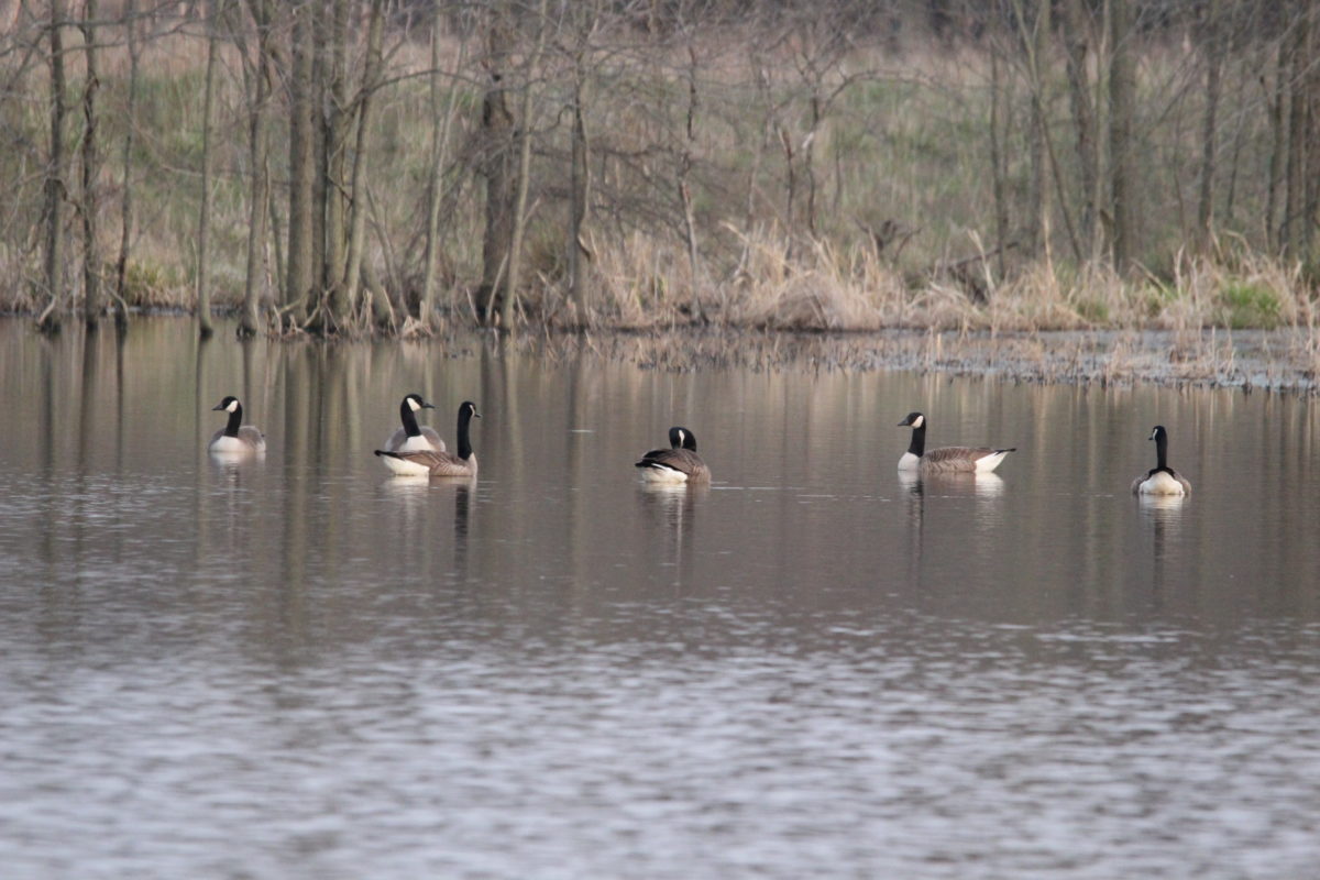 Mudford Farm: habitat restoration example